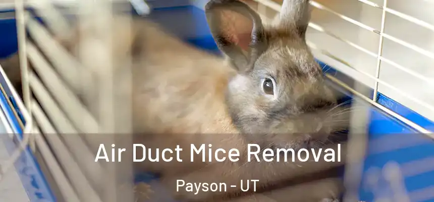  Air Duct Mice Removal Payson - UT